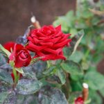 Wie man Kartoffelschalen in Gold für Rosen verwandelt: Küchenabfälle als bester Dünger wie-man-kartoffelschalen-in-gold-fuer-rosen-verwandelt-kuechenabfaelle-als.jpg