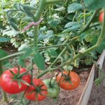 Wie man Tomaten richtig bewässert: Warum tiefes Einpflanzen die Ernte rettet und die Phytophthora bekämpft wie-man-tomaten-richtig-bewaessert-warum-tiefes-einpflanzen-die-ernte.jpg